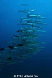Barracudas at Kakaban island, Borneo, Indonesia by Erika Antoniazzo 